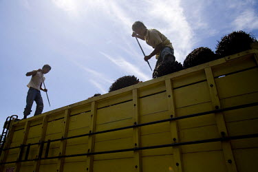 Workers load bushels of palm oil kernels on to a truck for shipment to a refinery in Kuala Cenaku.