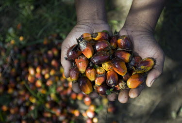 A worker shows palm oil kernels in his hands.