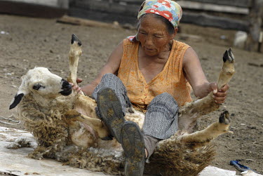 A woman shears a goat on her farm on the outskirts of Kyzyl.