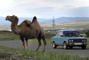 A car drives past a camel on the side of a road in Kyzyl.