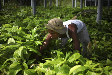 20 year old Yursi tends to cocoa seedlings at the Forsaka nursery in Jalin Village, a new pilot initiative set up by Fauna and Flora International (FFI) which will benefit over 300 families in six vil...