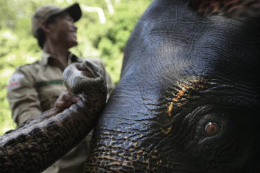 Government rangers use elephants to help patrol the Leuser and Ulu Masen forests on the island of Sumatra. The 3.3 million hectare area in the northern part of Aceh province, is the largest contiguous...