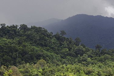 Part of the Leuser and Ulu Masen forests on the island of Sumatra. The 3.3 million hectare area in the northern part of Aceh province, is the largest contiguous forested area in South East Asia and is...