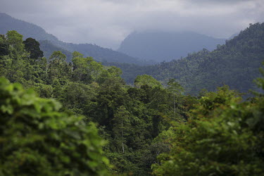 Part of the Leuser and Ulu Masen forests on the island of Sumatra. The 3.3 million hectare area in the northern part of Aceh province, is the largest contiguous forested area in South East Asia and is...