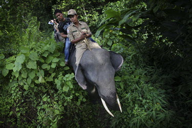 Government rangers use elephants to help patrol the Leuser and Ulu Masen forests on the island of Sumatra. The 3.3 million hectare area in the northern part of Aceh province, is the largest contiguous...