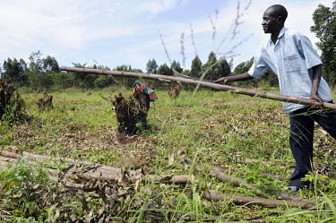 Bosko, a local labourer cuts down Eucalyptus trees in a managed forest. New native trees, that require less water are planted in their place. Many forest areas in Uganda (and else where in the Nile Ba...