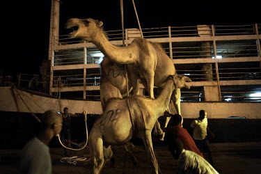 Camels are loaded onto a ship to be exported to Saudi Arabia at the port in Berbera. Livestock is the country's major export with approximately 60% of foreign currency earned from export to the Middle...