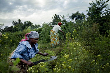 A woman works in an artemisia field in Tanzania. Artemisia is used to make ACT (Artemisinin combination therapy), currently the most efficient drug combating malaria.