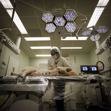 A pig is prepared for heart surgery as part of medical research in a university operating room.