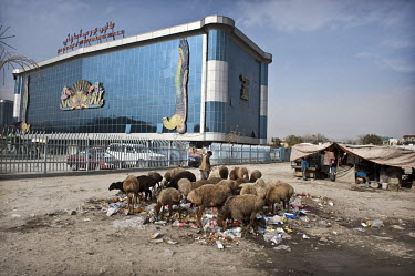 A man and his flock of sheep sift through a pile of rubbish next to a colourful and elaborate wedding hall in Kabul.