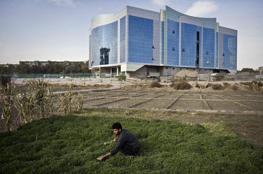 A farmer harvets his crops in front of a futuristic office complex.