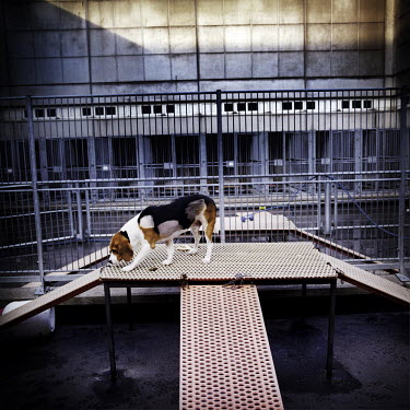 A beagle dog being used for rheumatology research at a medical research laboratory.