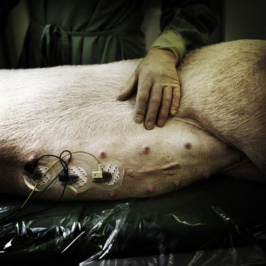 A pig is prepared to recover from heart surgery as part of medical research in a university operating room.