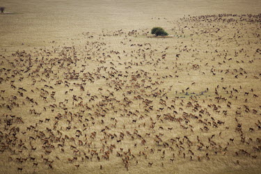 A large herd of antelope on the grasslands near Lake Bangweulu.