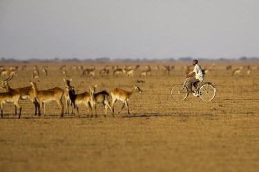 Black lechwe, an endemic species of antelope, browse beside a boy riding a bicycle on the Chikuni plains in the Bangweulu wetlands.