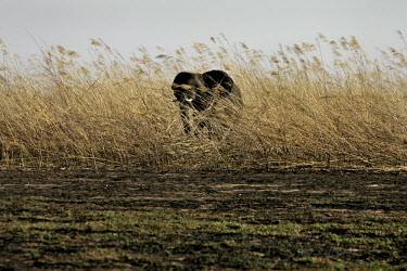 An elephant roams the dried grasslands of Bangweulu swamps.