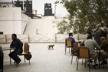 A monkey walking between a table of customers on the terrace of the Indian coffee house, Baba Kharak Singh Marg. The coffee house dates back almost fifty years, first in central Connaught Place, then...