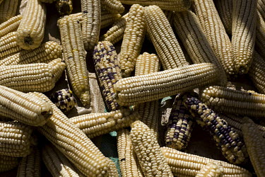 Maize in rural Zimbabwe.