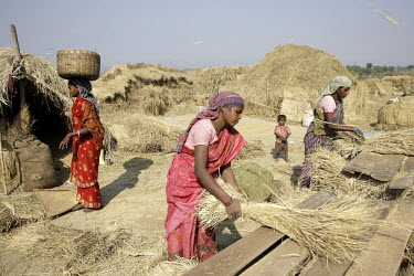 A collective of Adivasi tribal women threshing a rice harvest in farmland between Ranchi and Chaibasa.