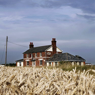 A field of corn grows beside the Fox pub in Little Wratting, Suffolk.