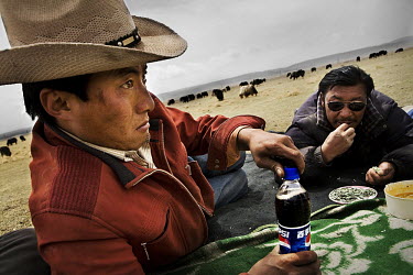 A semi-nomadic livestock farmer drinks a bottle of pepsi during a family lunch surrounded by his herd of yak.