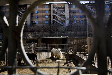 A yak stands chained to its enclosure at the Xining zoo.