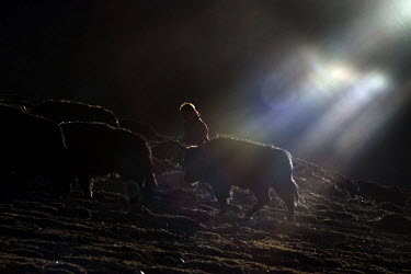 A nomadic Khampa woman leads yak up a hill at night in the far west of the province.