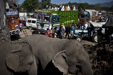 Elephants and people arrive for the Sikh Hola Mohalla Festival. It takes place on the first day of the lunar month of Chet (March/April).