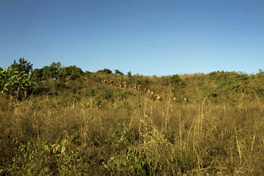 Men carry supplies, through the bush, to a small scale gold mine. Thousands of Zimbabweans have crossed into neighbouring Mozambique in search of work, and many have turned to gold mining.