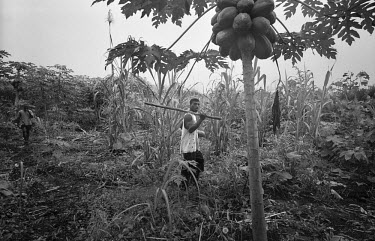 A farmer inspects cocoa crops near the Peace Community of Cacarica. The community is a settlement of people who were displaced by a joint military/paramilitary offensive, named Operation Genesis, in 1...