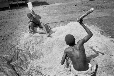 Youths thresh rice in the 'Peace Community' of Cacarica. The community is a settlement of people who were displaced by a joint military/paramilitary offensive, named Operation Genesis, in 1997. The re...