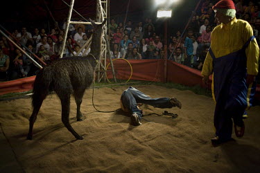 A boy falls off a llama during an act at the Jhon Danyer Circus. Around a dozen small circuses wander the poorer neighbourhoods around the city of Medellin putting on performances in what can be a han...