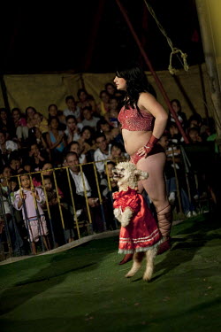 Cuky the French poodle performs whilst July models by his side at the Sombrillita Circus. Around a dozen small circuses wander the poorer neighbourhoods near and around the city of Medellin putting on...