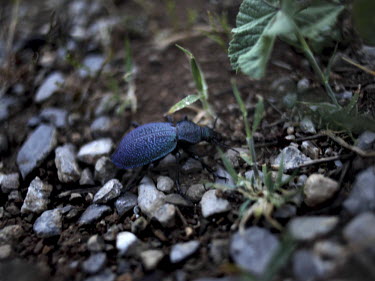 A beetle on the ground.