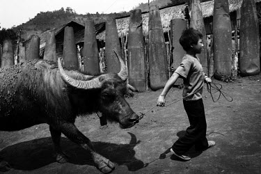 A boy leads his Water Buffalo past a fence made from bomb casings.