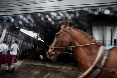 A horse on a street in the Soacha neighbourhood of Bogota, viewed from a car. There are between 500,000 and 800,000 registered IDPs (Internally Displaced Persons) in Bogota, but there are many more wh...