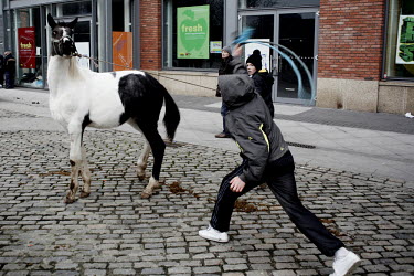 A boy whips his horse at Smithfield horse market in central Dublin. This traditional market has now became a place for people from the poor neighbourhoods who cannot afford to look after their horses...