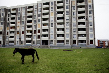 A horse grazes beside an abandoned apartment block on the Ballymun estate in Dublin.