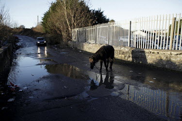An abandoned horse on a road on Finglas estate.