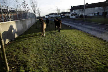 Abandoned horses on the side of a road on Finglas estate.
