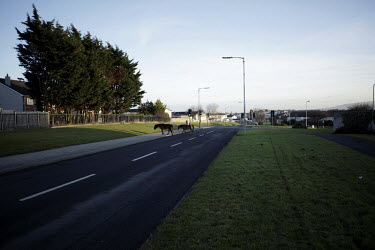 Abandoned horses cross a road on Finglas estate.