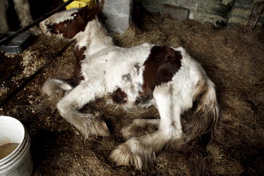 A starving and dying horse in a shed on a travellers estate. The horse is being rescued by Janine Zanon, inspector of GSPCA (Galway Society for the Prevention of Cruelty to Animals).