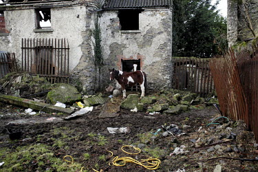 A horse is kept by its young owner on an abandoned part of Belcamp estate.