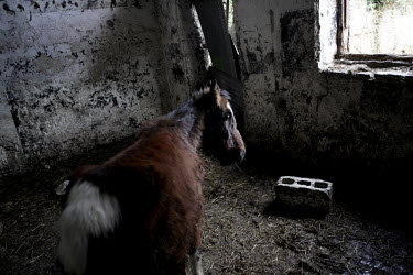 A horse is kept by its young owner on an abandoned part of Belcamp estate.