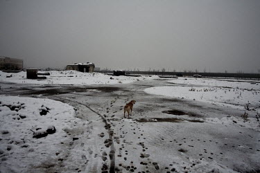 A dog stands in dirty snow which covers the ground in an area outside Kabul where returned Afghan refugees now live. Around 3.7 million Afghan refugees have returned to their homeland since the fall o...