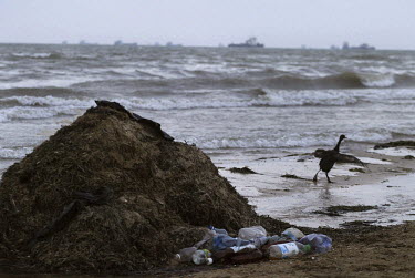 A seabird, coated in oil after a major spill, walks on the seashore on the Black Sea island of Tuzla. Workers have made a pile of oil covered vegetation, sand and debris for removal. 11 ships were wre...
