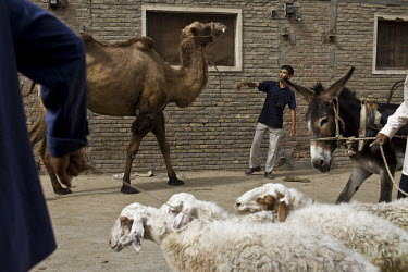 Uighur (Uyghur) people gather at a livestock market in Khotan. Men lead a camel, sheep and a donkey. Khotan has one of Central Asia's biggest livestock markets, which each Thursday draws farmers and s...