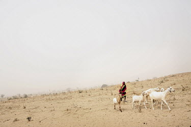 A woman takes care of goats near Maradi. Women and children often do much of the hard manual labour. Most girls are not sent to school, partly because the families need their help at home.