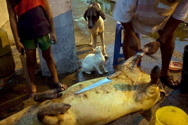 A child, dog and cat stand by as a man butchers a pig early in the morning on the island of Limones.
