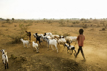 A young goatherder walks with some of his animals through a parched landscape.